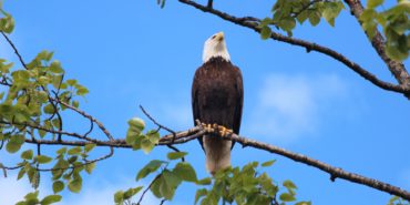 kerimali doğacı (39)