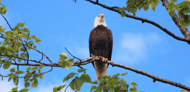 Kartal – Beyaz Büyücünün Muhafızı