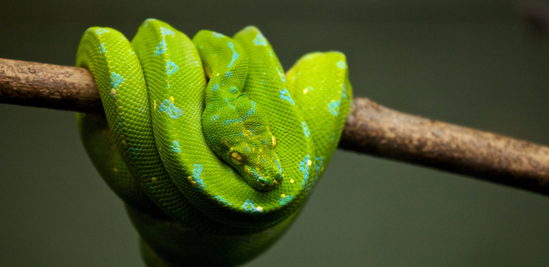 Yılan Sembolizmi ve Anlamı (Totem, Erk ve Alametler)