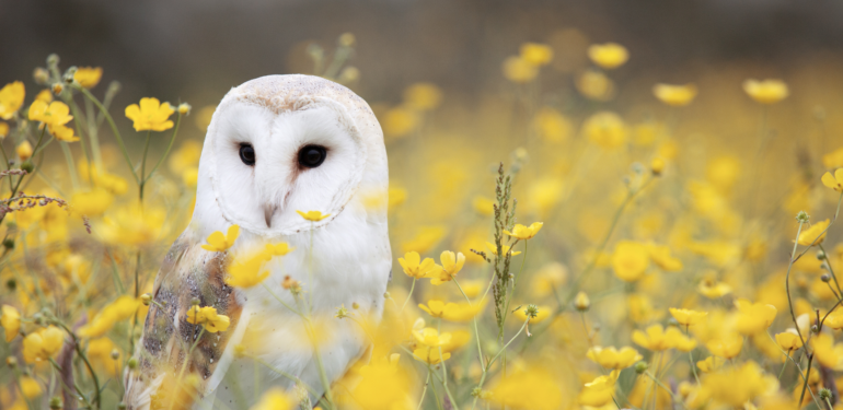 Baykuş Sembolizmi, Anlamları ve Baykuş Erk Hayvanı