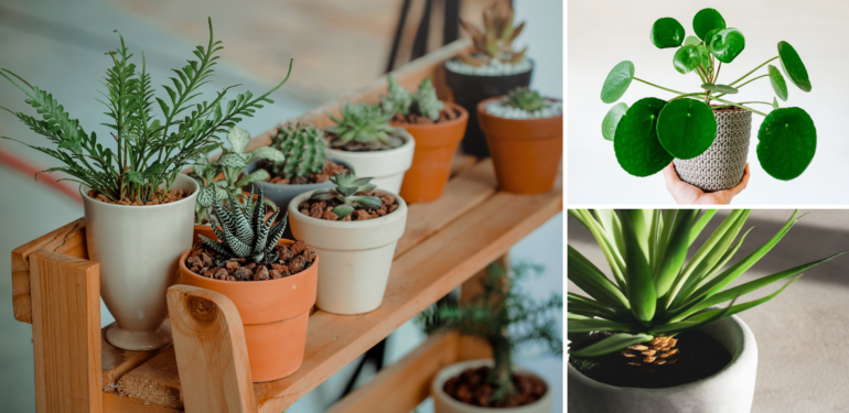 Evinizi Temizleyecek 16 Bitki