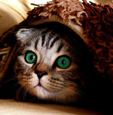 kedi