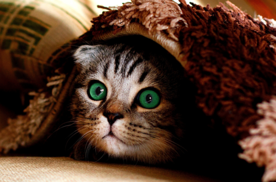 kedi