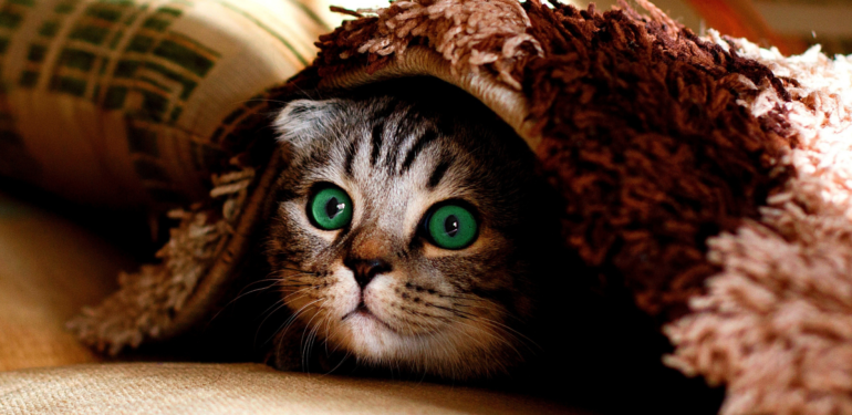 Kedi Sembolizmi ve Anlamı (Totem, Erk ve Alametler)