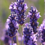 kerimali doğacı (9)