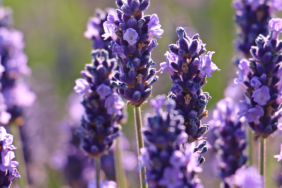 kerimali doğacı (9)