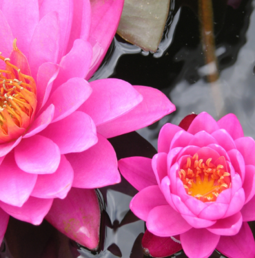 lotus