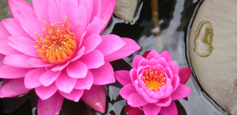 Lotus Çiçeğinin Gizli Anlamı